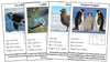 Animals of Antarctica (color coded) - Montessori Print Shop