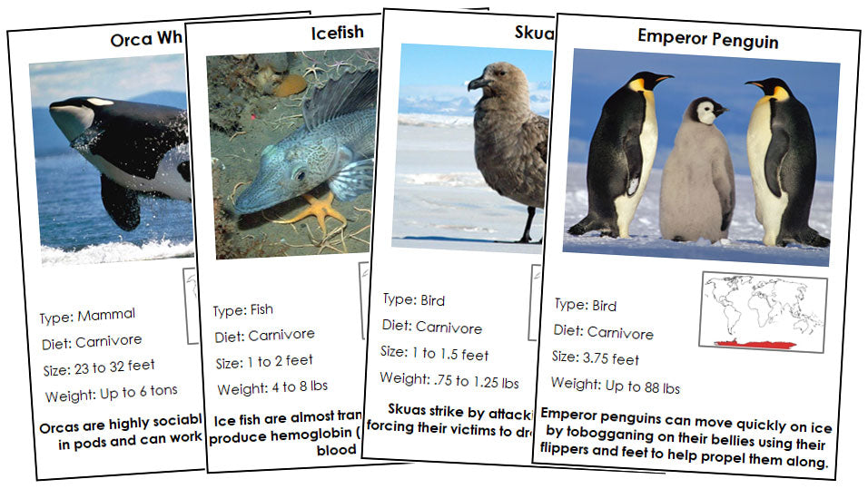 Animals of Antarctica Information Cards - Montessori Print Shop Digital Download