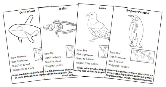 Animals of Antarctica Information Blackline Masters - Montessori Print Shop Digital Download