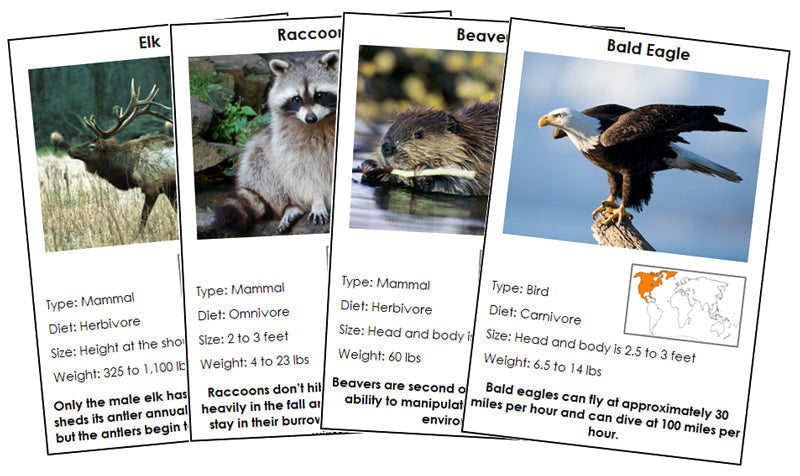 Animals of North America Information Cards (color-coded) - Montessori Print Shop Digital Download