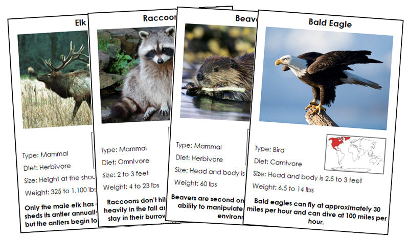 Animals of North America Information Cards - Montessori Print Shop Digital Download