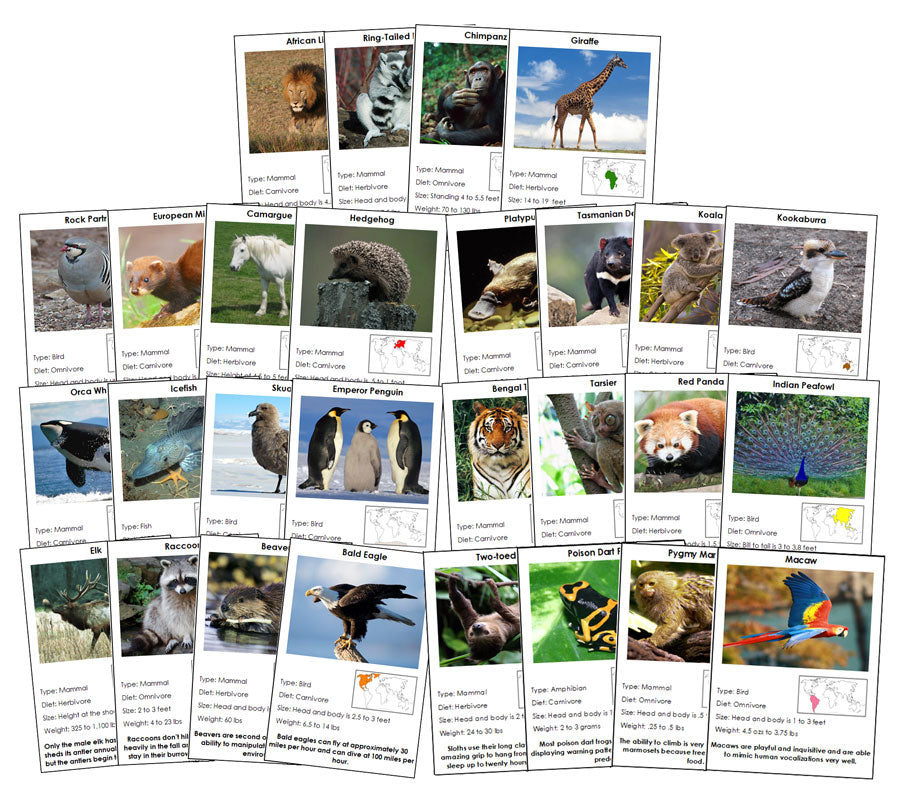 Animals of the World Information Cards Bundle (color-coded) - Montessori Print Shop