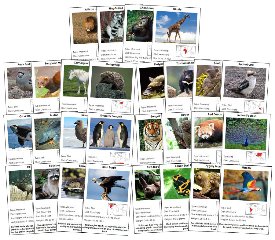 Animals of the World Information Cards Bundle - Montessori Print Shop Digital Download