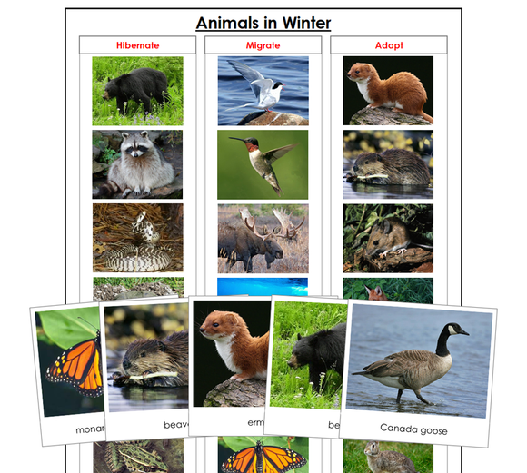 Animals In Winter Sorting Lesson - Montessori Print Shop Digital Download zoology materials