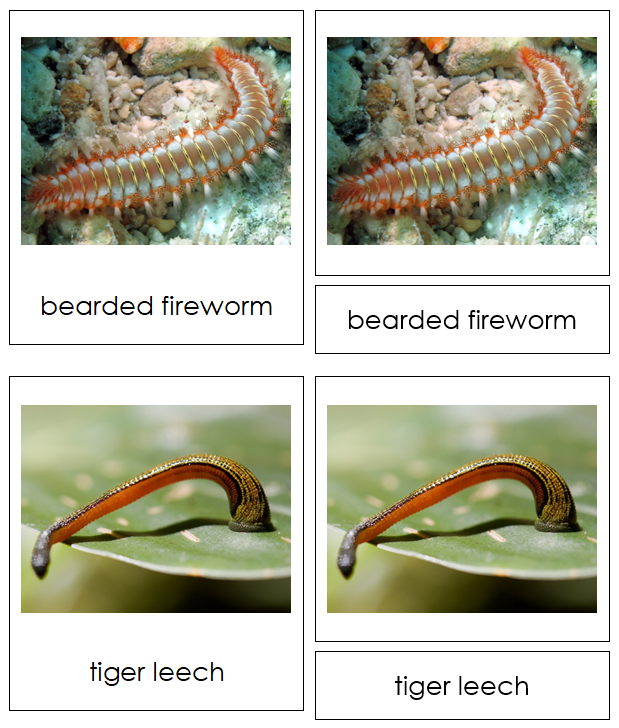 Annelida Animal Cards - Montessori Print Shop Digital Download
