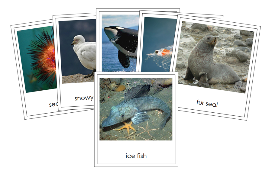 Animals of Antarctica 3-Part Cards (color-coded) - Montessori Print Shop Digital Download