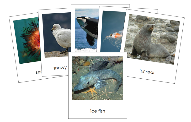 Animals of Antarctica 3-Part Cards - Montessori Print Shop Digital Download