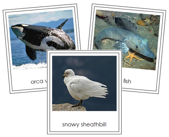 Antarctic Animals - Montessori continent cards