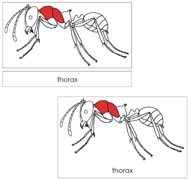 Parts of an Ant Nomenclature 3-Part Cards (red) and Blackline Master - Montessori Print Shop Digital Download