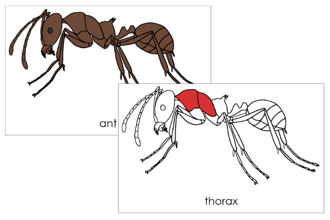 Parts of an Ant Nomenclature 3-Part Cards (red) and Blackline Master - Montessori Print Shop Digital Download