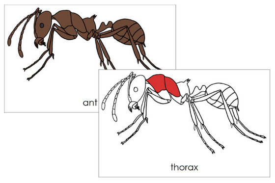 Parts of an Ant Nomenclature 3-Part Cards (red) and Blackline Master - Montessori Print Shop Digital Download