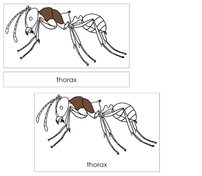 Parts of an Ant Nomenclature 3-Part Cards and Blackline Master - Montessori Print Shop Digital Download