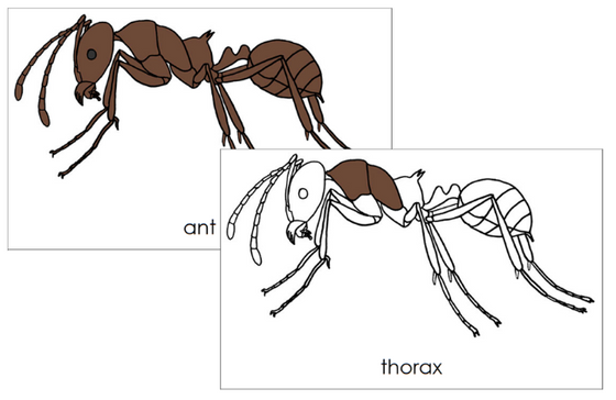 Parts of an Ant Nomenclature 3-Part Cards and Blackline Master - Montessori Print Shop Digital Download