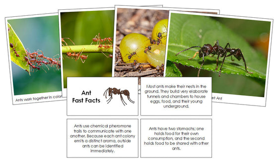 Ant Fast Facts & Pictures - Montessori Print Shop Digital Download