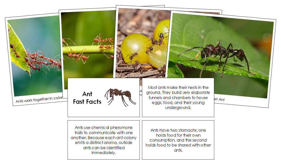 Ant Fast Facts & Pictures - Montessori Print Shop Digital Download