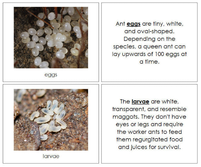 The Ant Life Cycle Nomenclature Book - Montessori Print Shop Digital Download