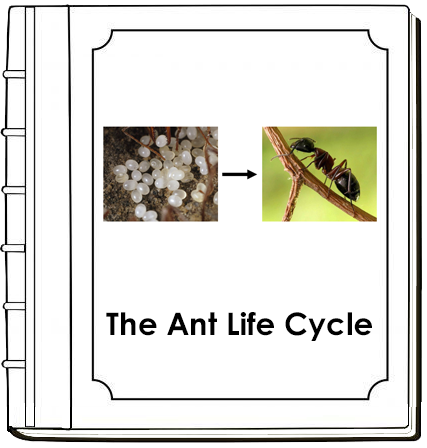 The Ant Life Cycle Nomenclature Book - Montessori Print Shop Digital Download