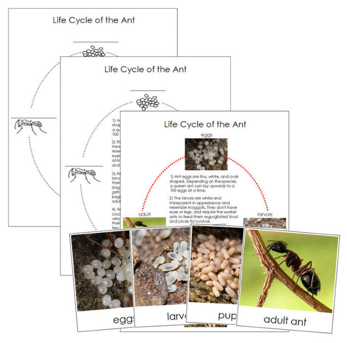 Ant Life Cycle Nomenclature Cards & Charts - Montessori Print Shop Digital Download