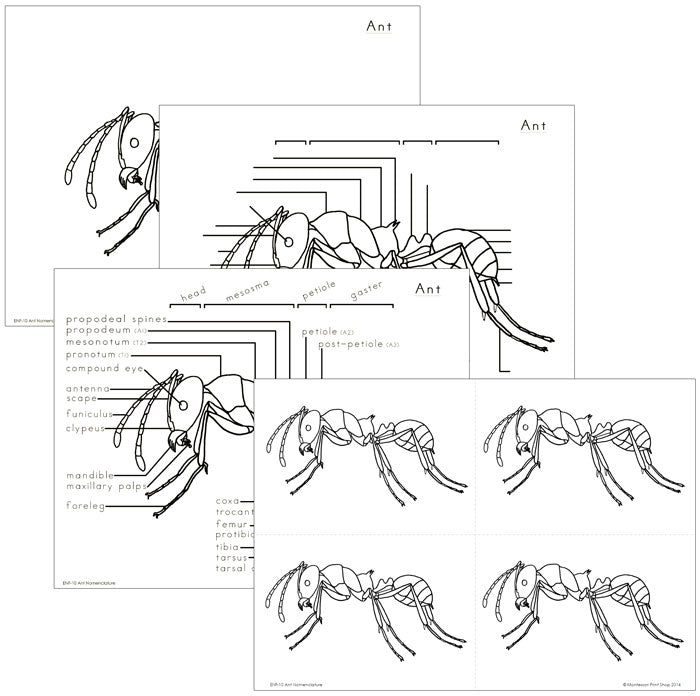 Elementary Ant Nomenclature - Montessori Print Shop Digital Download