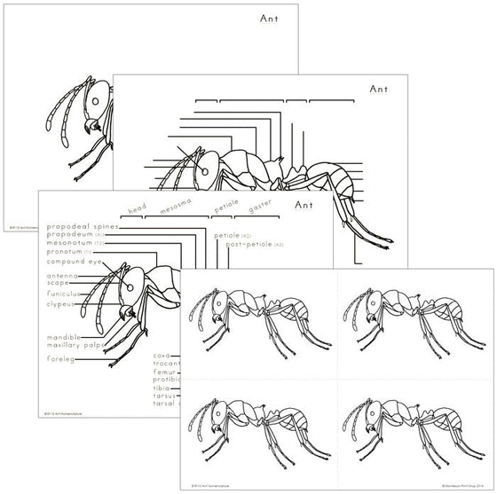 Elementary Ant Nomenclature - Montessori Print Shop