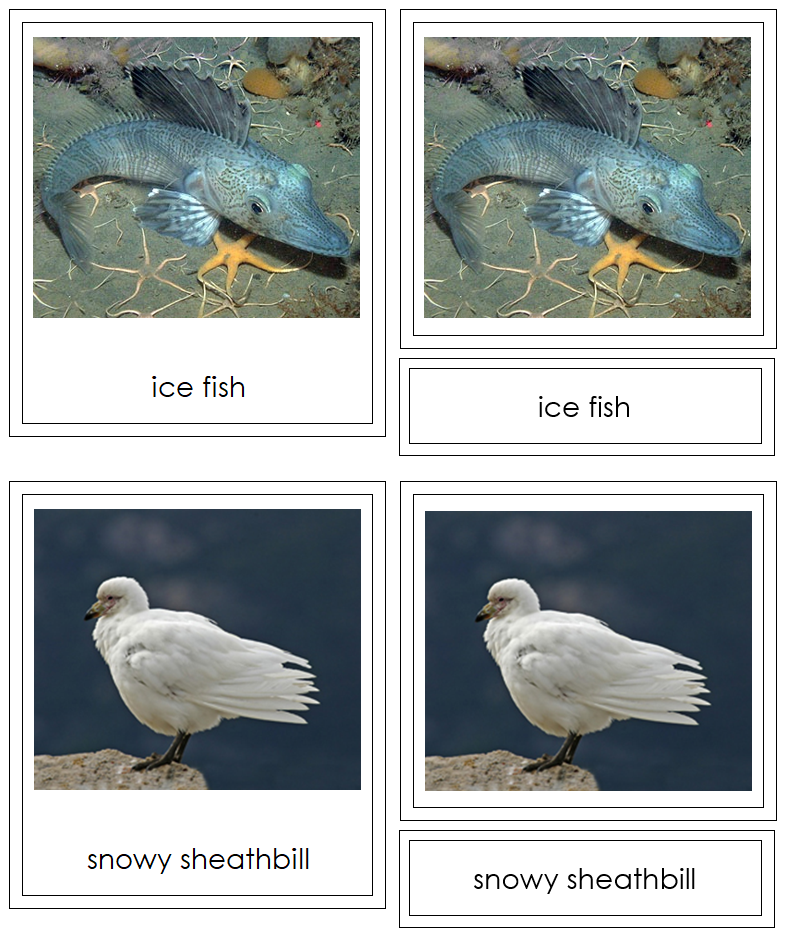 Animals of Antarctica 3-Part Cards (color-coded) - Montessori Print Shop Digital Download