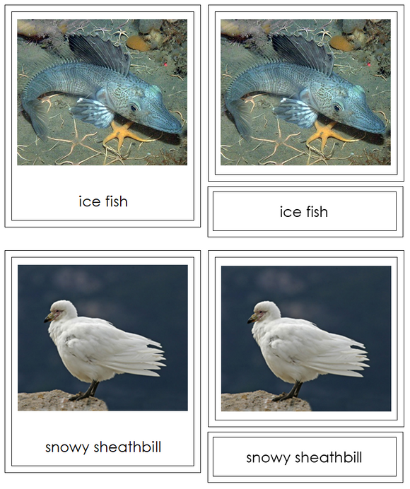 Animals of Antarctica 3-Part Cards (color-coded) - Montessori Print Shop Digital Download