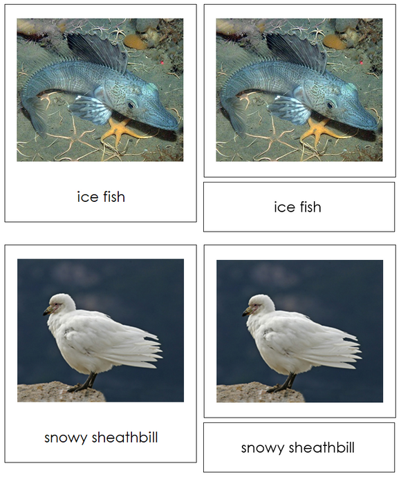 Animals of Antarctica 3-Part Cards - Montessori Print Shop Digital Download