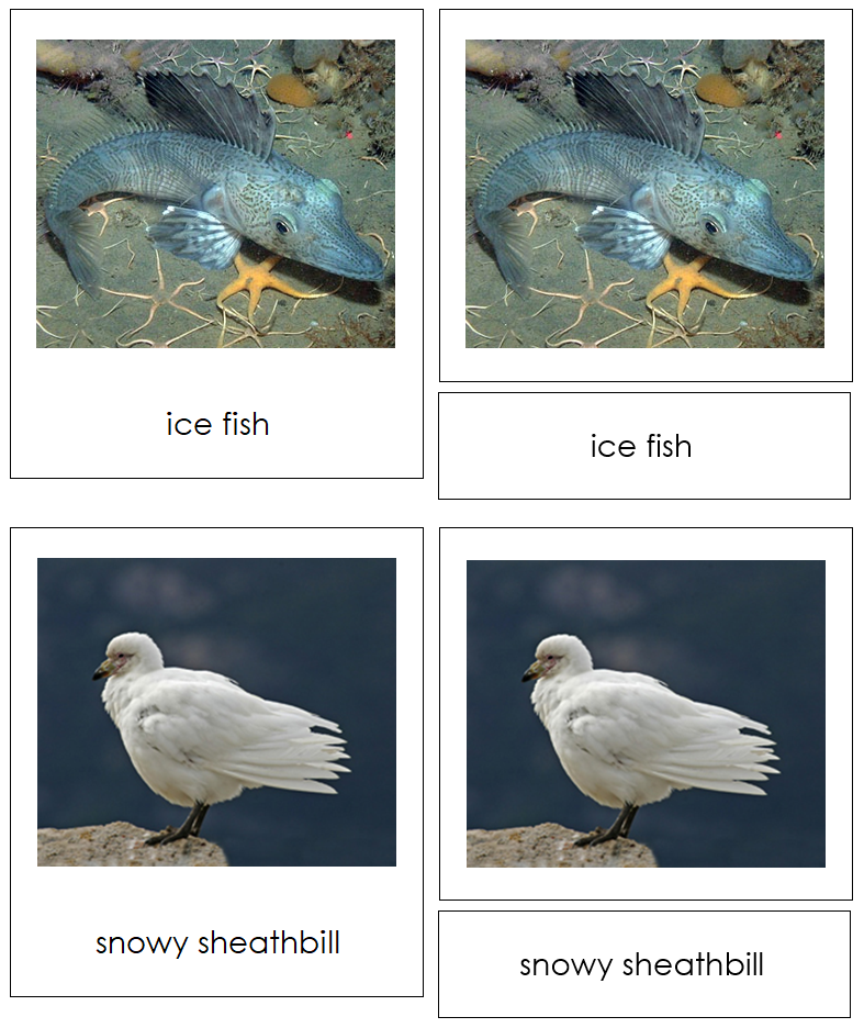 Animals of Antarctica 3-Part Continent Cards - Montessori Print Shop Digital Download