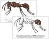 Parts of an Ant Nomenclature Book - Montessori Print Shop