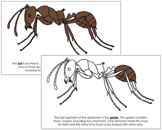 Parts of an Ant Nomenclature Book - Montessori Print Shop