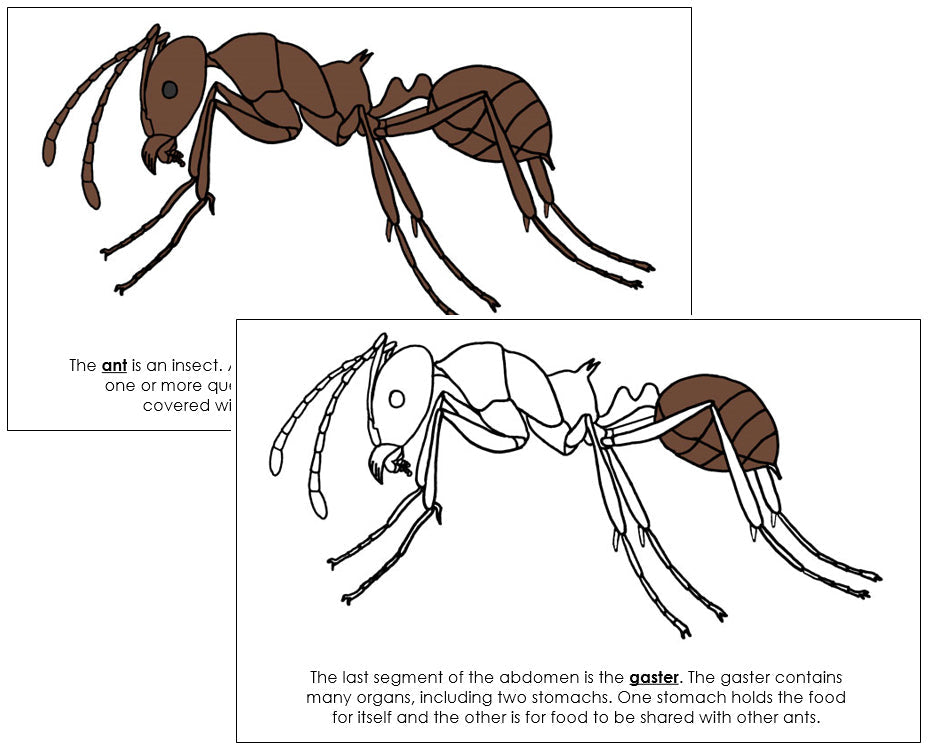 Parts of an Ant Nomenclature Book - Montessori Print Shop