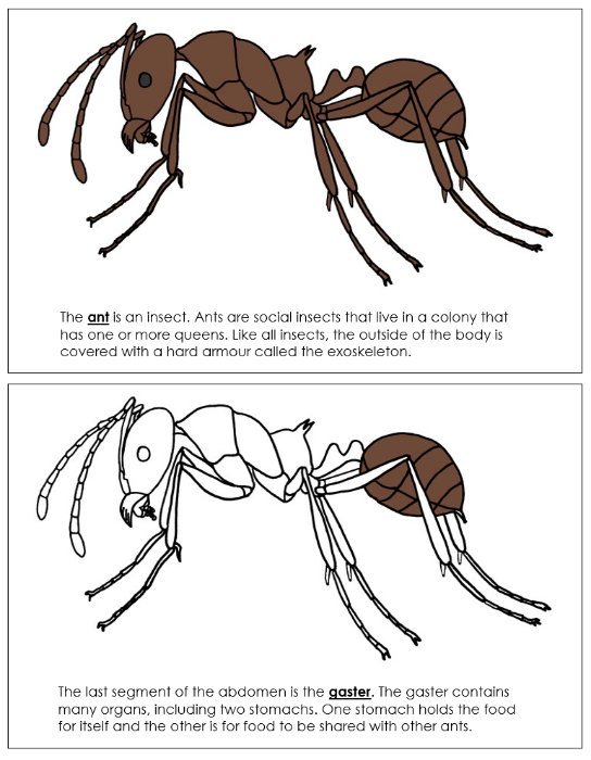 Parts of an Ant Nomenclature Book - Montessori Print Shop Digital Download