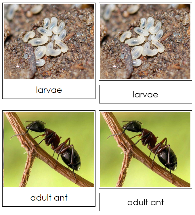Ant Life Cycle Nomenclature 3-Part Cards & Charts - Montessori Print Shop Digital Download