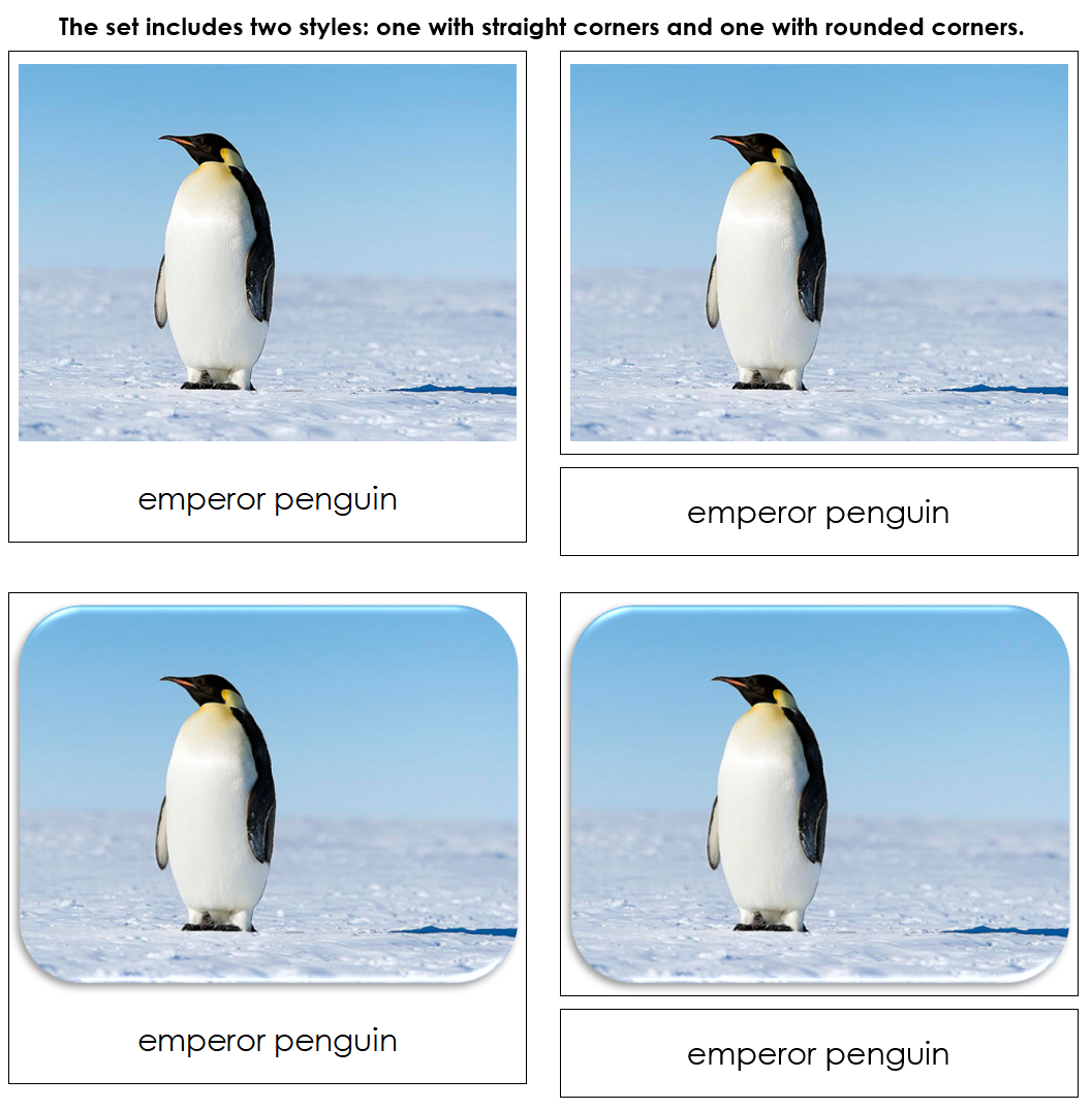 Antarctica Safari TOOB Cards - Montessori Print Shop Digital Download