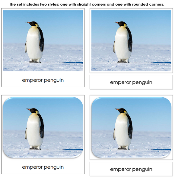 Antarctica Safari TOOB Cards - Montessori Print Shop Digital Download