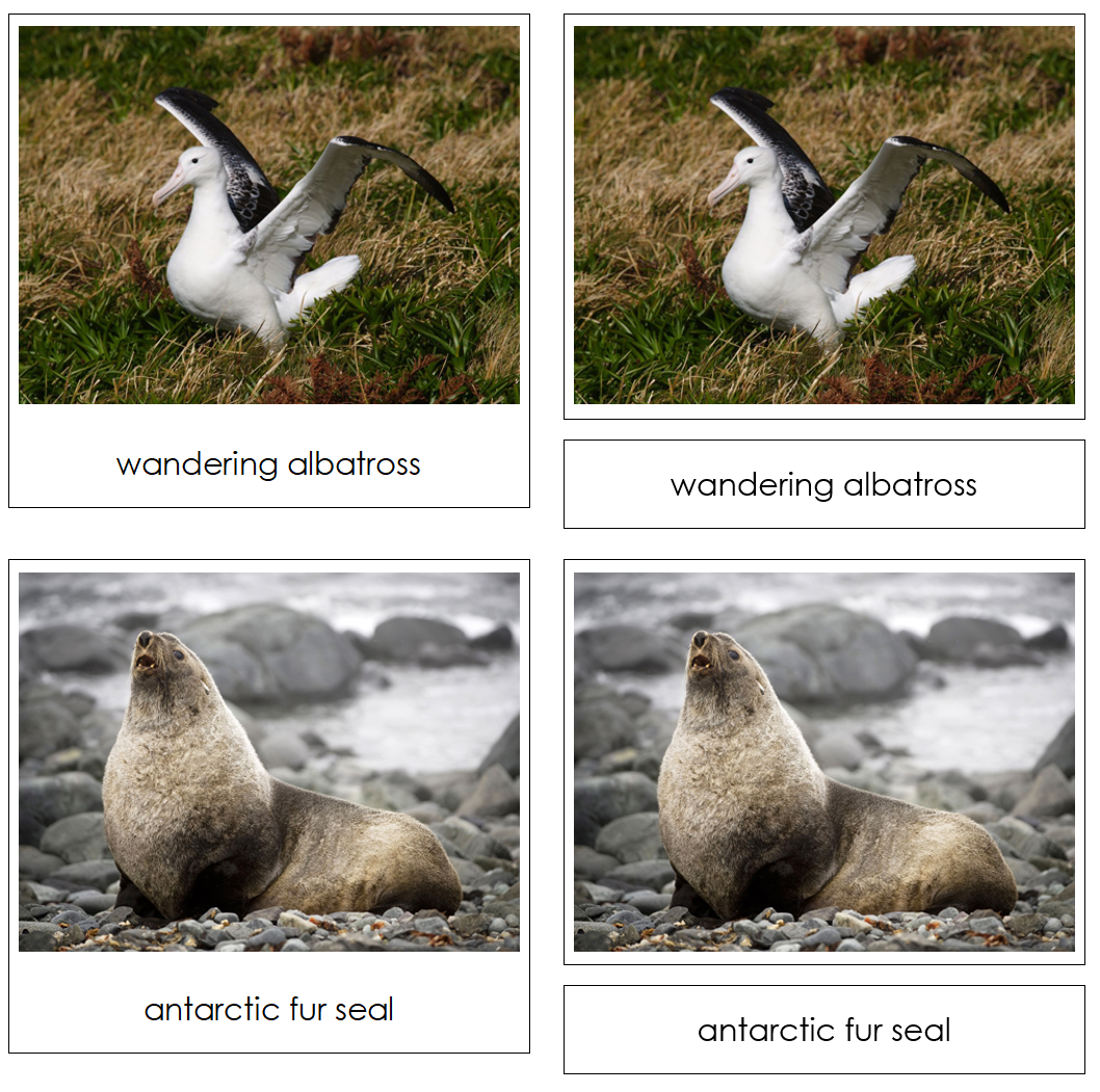 Antarctica Safari TOOB Cards - Montessori Print Shop Digital Download