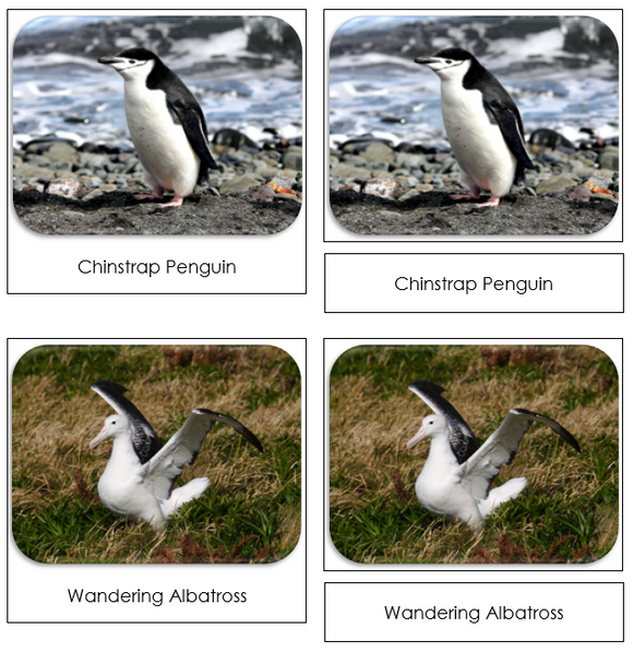 Antarctica Safari Toob Cards - Montessori Print Shop