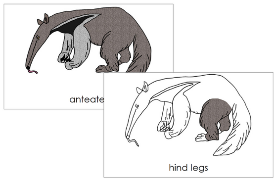 Anteater Nomenclature 3-Part Cards and Blackline Master - Montessori Print Shop Digital Download