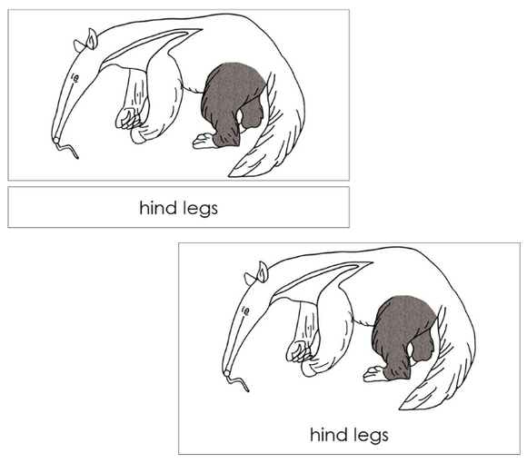 Anteater Nomenclature 3-Part Cards and Blackline Master - Montessori Print Shop Digital Download
