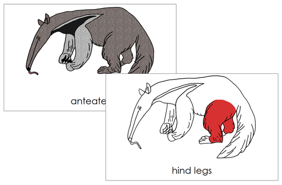 Anteater Nomenclature 3-Part Cards (red) and Blackline Master - Montessori Print Shop Digital Download