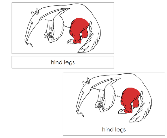 Anteater Nomenclature 3-Part Cards (red) and Blackline Master - Montessori Print Shop Digital Download