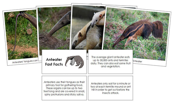 Anteater Fast Facts & Pictures - Montessori Print Shop Digital Download