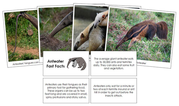 Anteater Fast Facts & Pictures - Montessori Print Shop