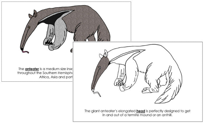 Parts of an Anteater Nomenclature Book - Montessori Print Shop Digital Download