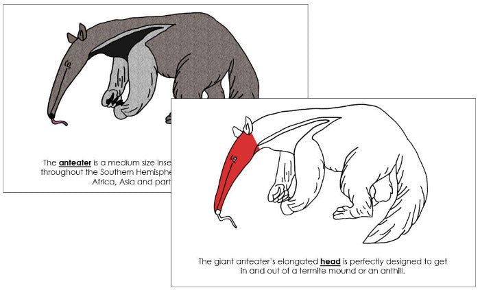 Parts of an Anteater Nomenclature Book (red) - Montessori Print Shop Digital Download