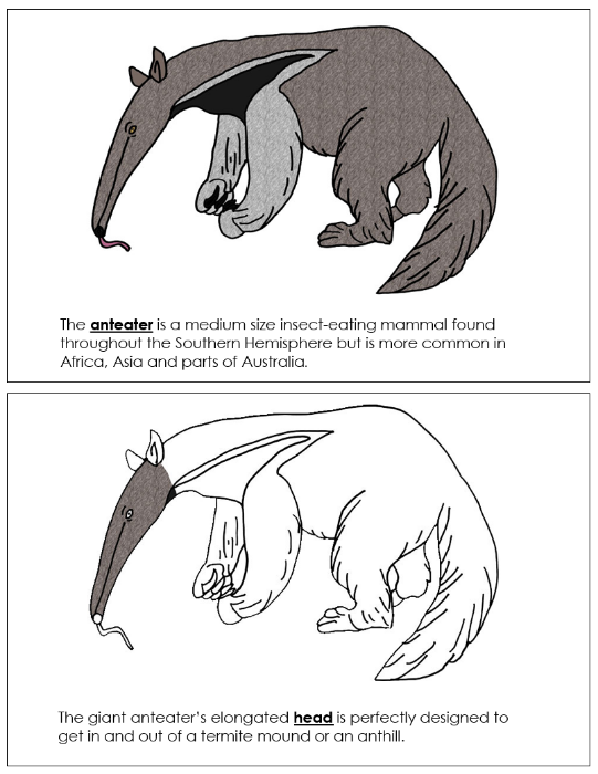 Parts of an Anteater Nomenclature Book - Montessori Print Shop Digital Download