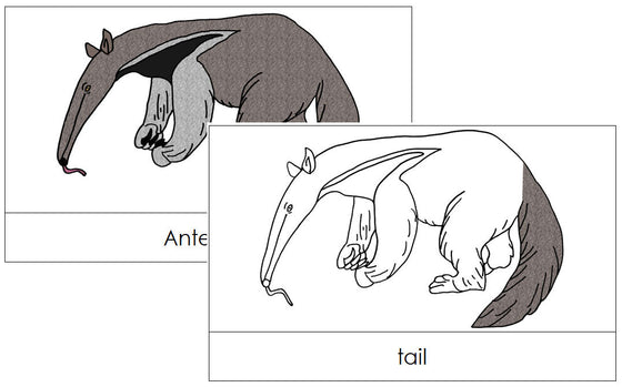 Anteater Nomenclature Cards - Montessori Print Shop