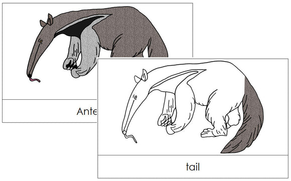 Anteater Nomenclature Cards - Montessori Print Shop