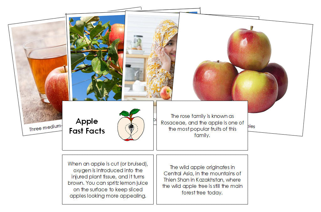 Apple Fast Facts & Pictures - Montessori Print Shop Digital Download