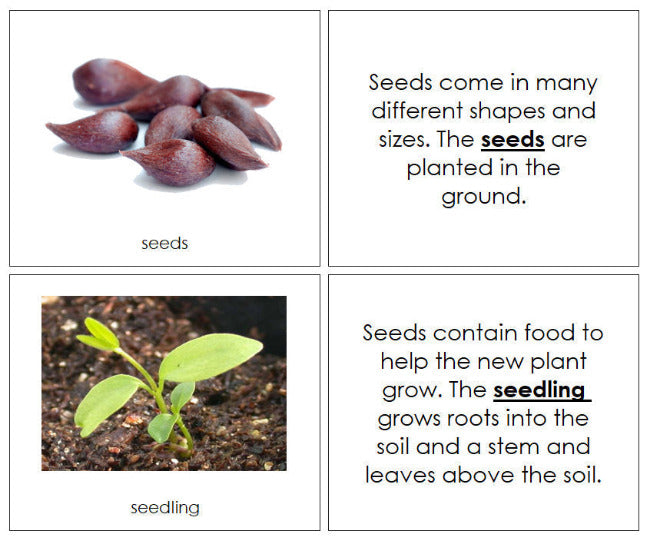 Apple Life Cycle Nomenclature Book - Montessori Print Shop Digital Download